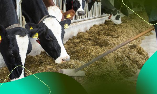 Milchbauern zunehmend in die Enge getrieben: „Regierung lässt Landwirte im Stich“